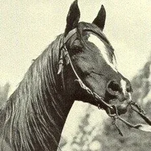 Alaa El Din