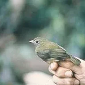Green Manakin