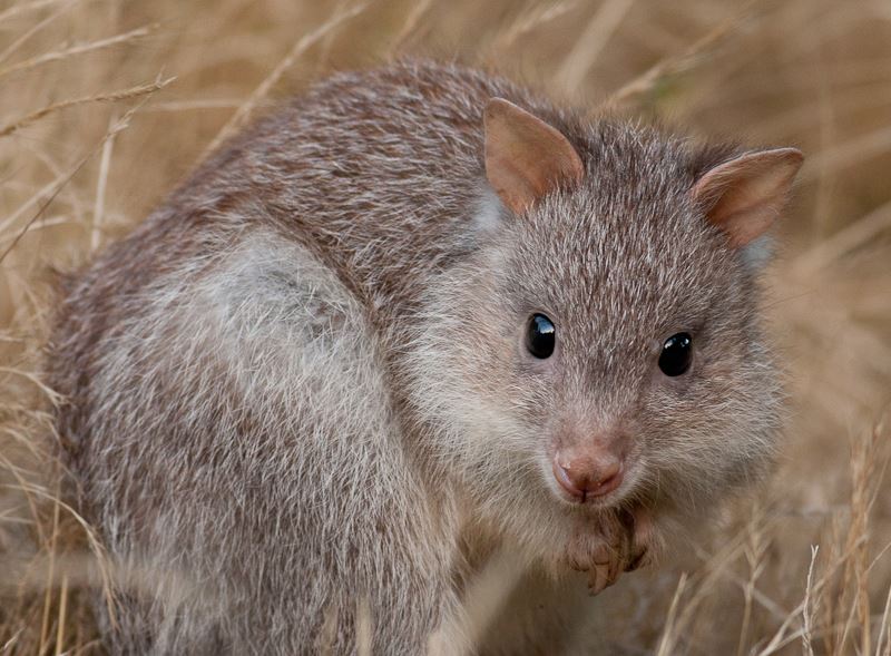 Brush-tailed Bettong (Bettongia penicillata)