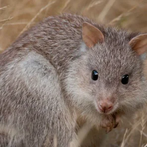 Brush-tailed Bettong (Bettongia penicillata)