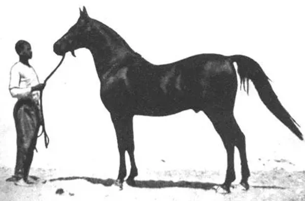 IBN RABDAN