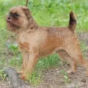 Griffon Bruxellois