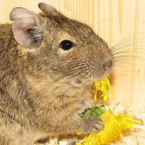 Cute Degu