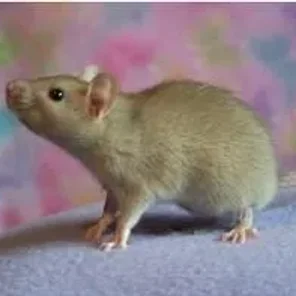 Dwarf