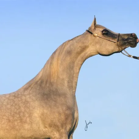 Luxemere Jizette Champion Arabian Mare