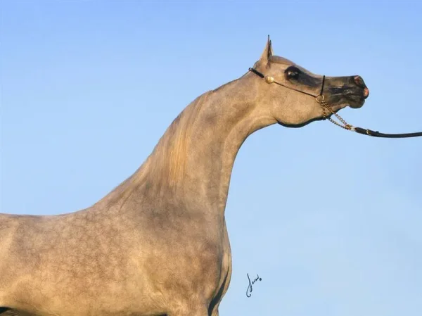 Luxemere Jizette Champion Arabian Mare