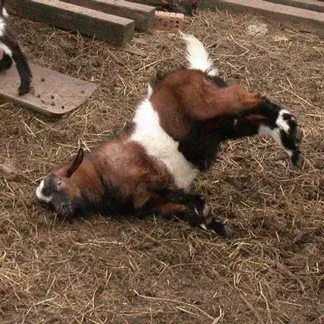 A myotonic goat, otherwise known as the fainting goat, is a domestic goat whose muscles freeze for roughly 10 seconds when the goat feels panic.