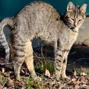 What to Feed A Stray Cat
