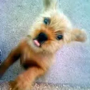 Papigriffon (Designer Dog)