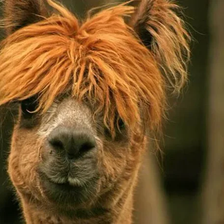 Alpaca History
