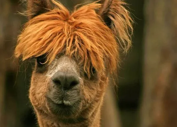 Alpaca History
