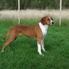 Hygenhund