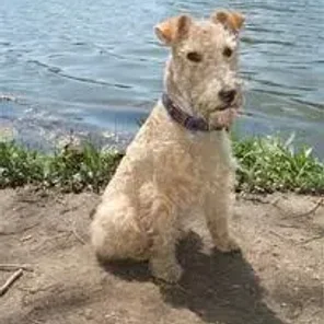 Lakeland Terrier