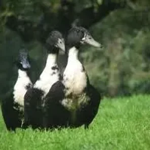 Shetland Duck