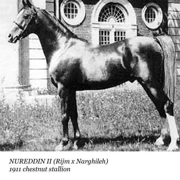 Nureddin II
