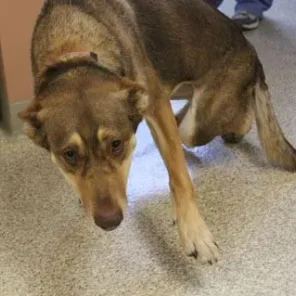 Rankings of Dog Breeds Suffering From Hip Dysplasia