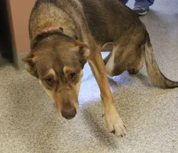 Hip Dysplasia in Dogs