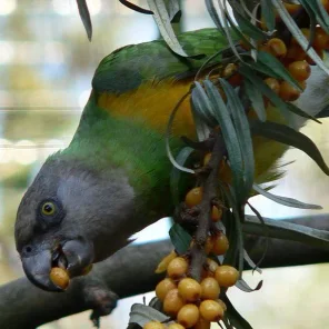 Poicepalus