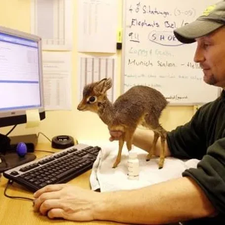 Keepers Raise Tiny Dik Dik at Pueblo Zoo