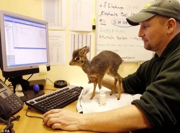 Keepers Raise Tiny Dik Dik at Pueblo Zoo
