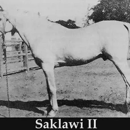 SAKLAWI II