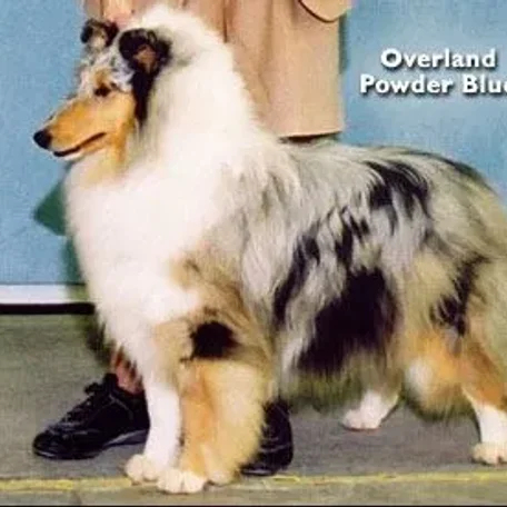 CH Overland Powder Blue