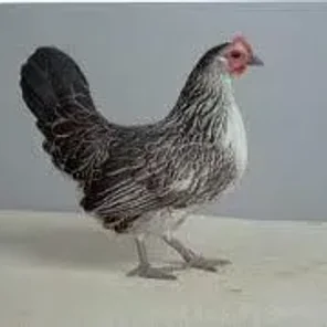 Bassette