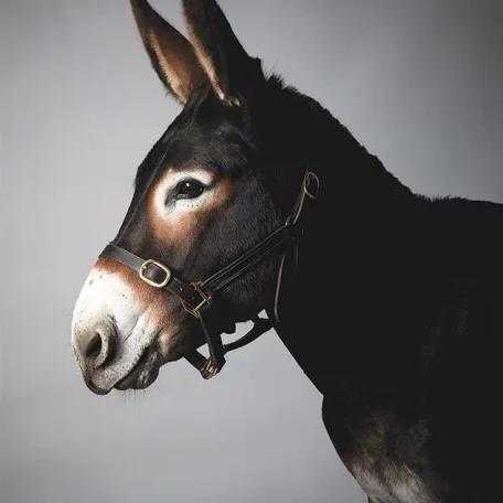 Many flavors of Donkey