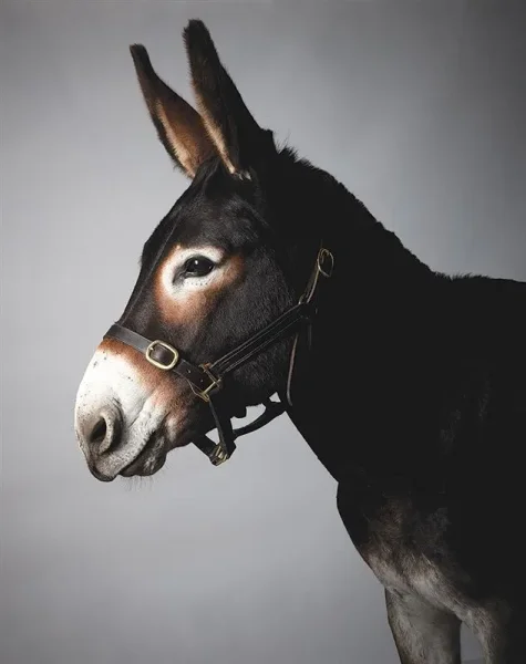 Many flavors of Donkey