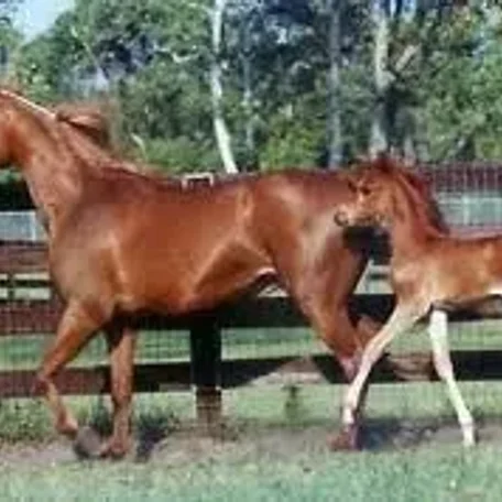 Dam and Grand-Dam of Magnum Psyche
