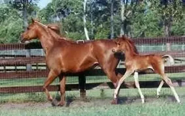 Dam and Grand-Dam of Magnum Psyche
