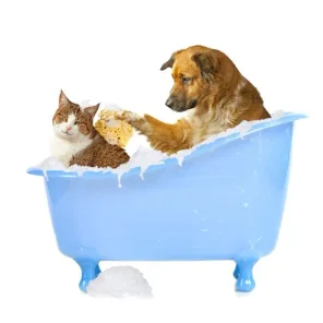 Cat Brushing & Skin Care