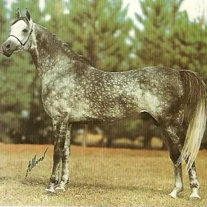 AF Vasco