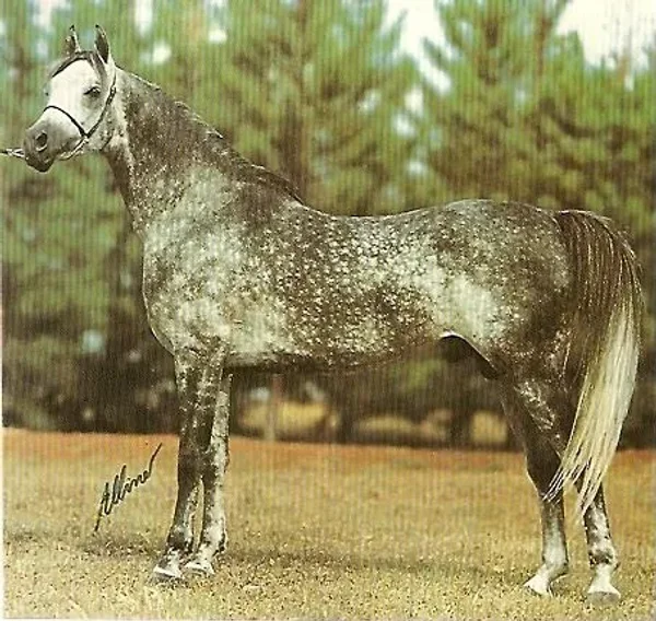 AF Vasco