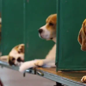 The Twelve Most Difficult Dogs To Train