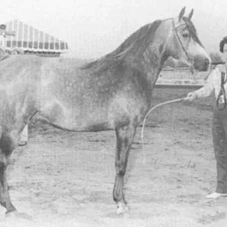 BASEYN IBN EL NATTALL 1959 Arabian Stallion