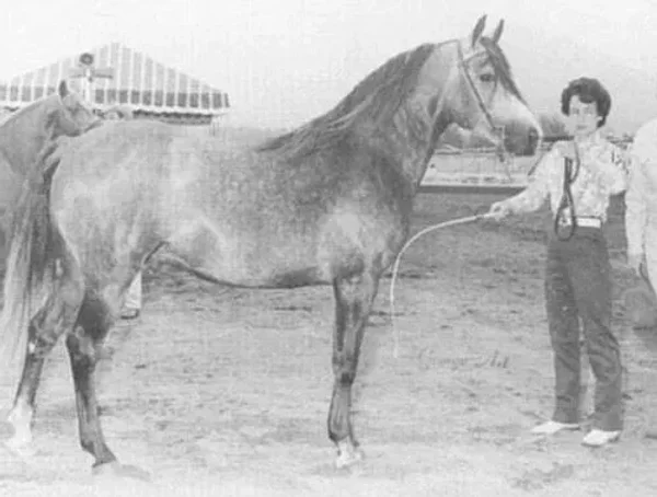 BASEYN IBN EL NATTALL 1959 Arabian Stallion