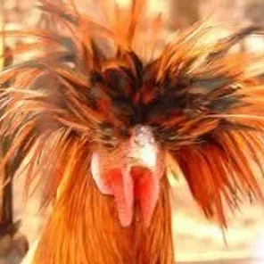 Old Polish Crested