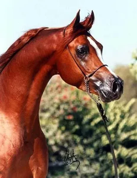 Enzo