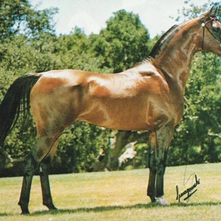 
          Photo by Luxemere Arabians
        