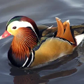 Duck