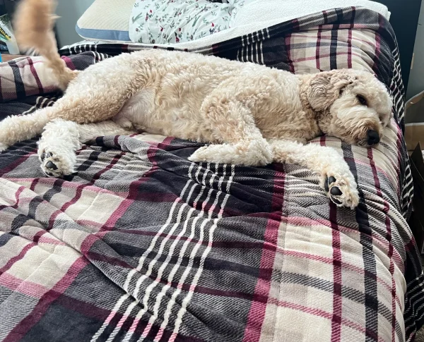 
          Baxter
        