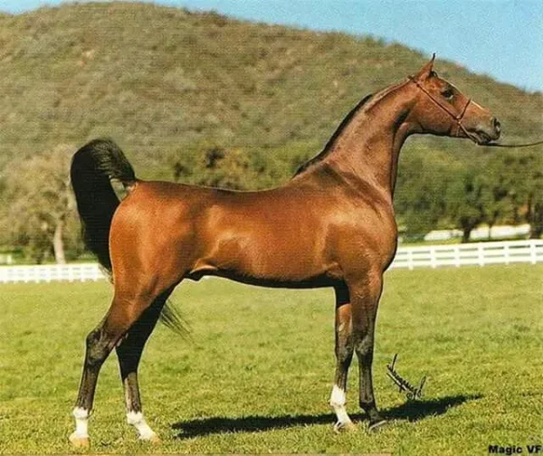 Magic VF