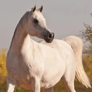 SWF Desert Rose