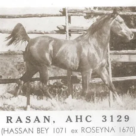 Rasan