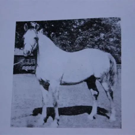 Raslet (Raseyn x Sherlet) grey stallion, foaled February 1, 1929bred by W.K. Kellogg Institute