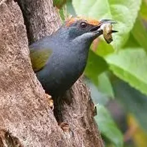 Fiery-browed Myna