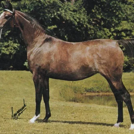 *PASSIONATE (*El Paso x *Dagmara by Negatiw) ~ Dam of SOLSTICE; Photo @2yrs old
Ahw Apr 1980