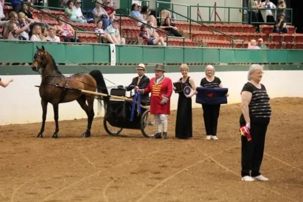 Morgan Southern States Regional Show