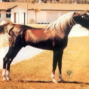 Sultan